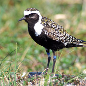 American Golden-Plover